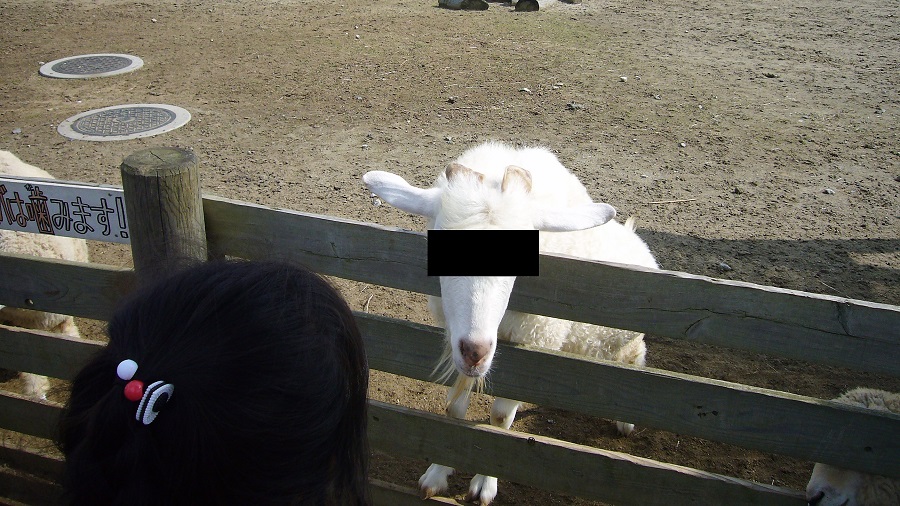 Z32 Force Contest in ソレイユの丘